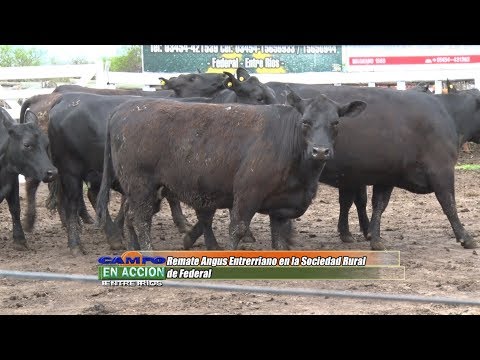 Remate Angus Entrerriano 2019 - Jose Ruhl