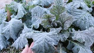 Peaceful Frosty Garden in Winter