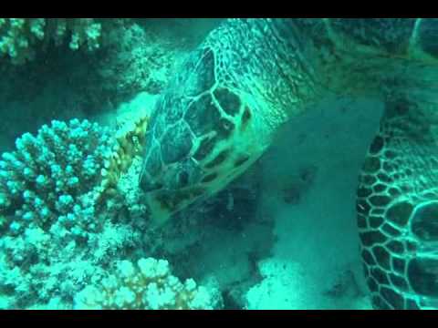 Diving in Egypt (Marsa Nakari) with Turtles