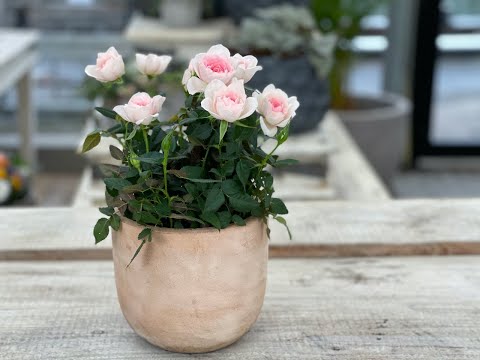 Umtopfen von Pflanzen in einen größeren ÜbertopfAutomatic