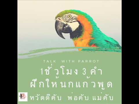 à¸à¸¶à¸à¸™à¸à¹à¸à¹‰à¸§à¸žà¸¹à¸” 3 à¸„à¸³ 1à¸Šà¸±à¹ˆà¸§à¹‚à¸¡à¸‡