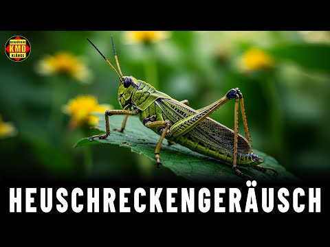 Geräusch der Heuschrecke – Echte Geräusche der Wiese – TIERGERÄUSCHE 🦗