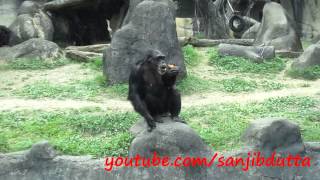 preview picture of video 'Chimps at Taipei Zoo (臺北市立動物園), Taiwan'