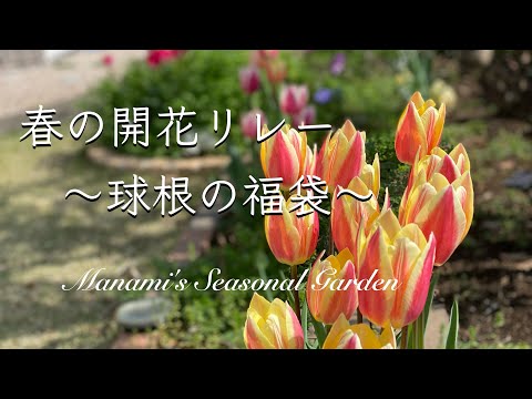 《春のガーデニング》福袋に入っていた球根達／春の開花リレーがスタート／こぼれた種でお花を増やす