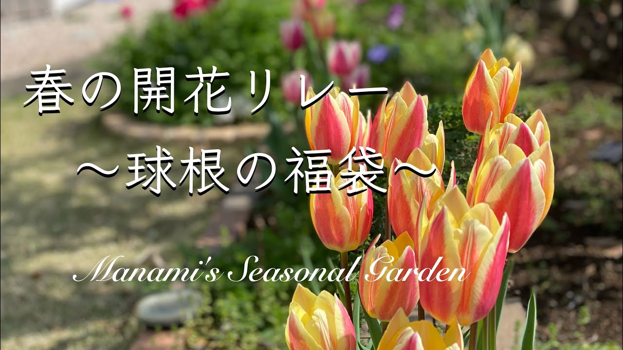 《春のガーデニング》福袋に入っていた球根達／春の開花リレーがスタート／こぼれた種でお花を増やす
