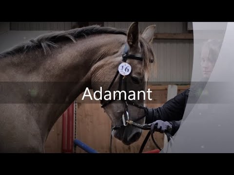 Adamant - 4 years old trakehner gelding
