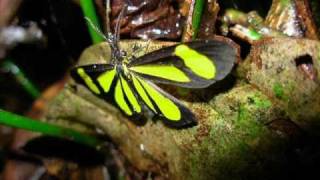 O poeta e a Natureza (Imperio Serrano - Velha Guarda)