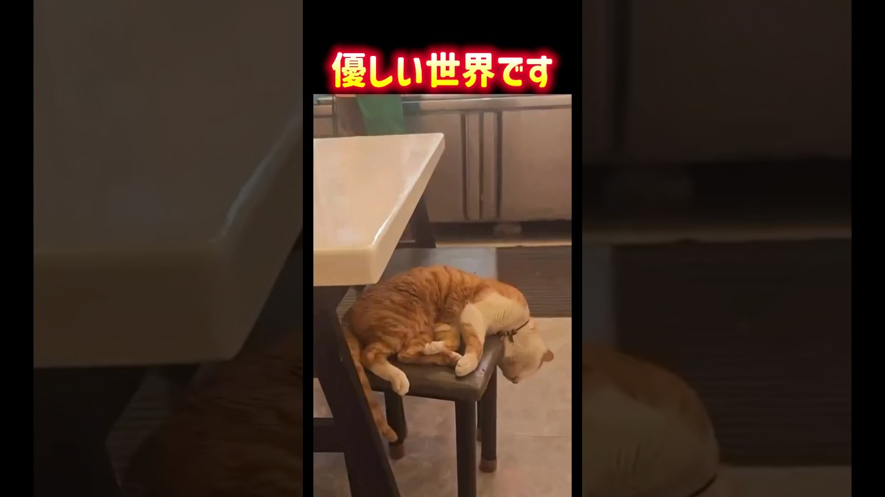 優しい世界です✨全ての猫ちゃんや動物に優しい世界を✨