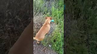 Video preview image #1 Box-a-Pug Puppy For Sale in Temecula, CA, USA