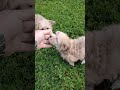 Morkie dogs for sale: Chuckie - Video 1