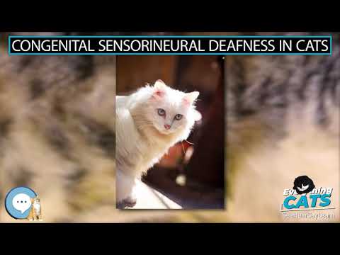 Congenital sensorineural deafness in cats 🐱🦁🐯 EVERYTHING CATS 🐯🦁🐱