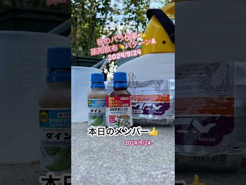 光沢のあるバラ 植物