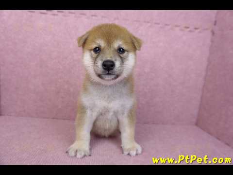 06/02赤色柴犬母幼犬