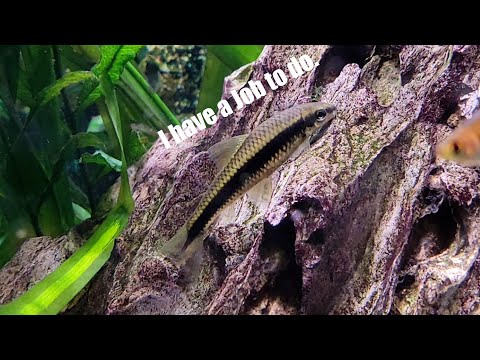 Siamese Algae Eater — základný sprievodca chovom siamskej riasožravky