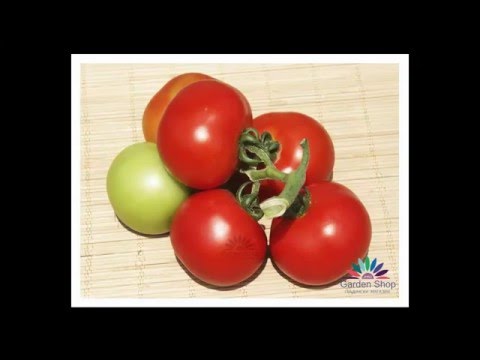 download lagu mp3 mp4 Goldie Tomato, download lagu Goldie Tomato gratis, unduh video klip Goldie Tomato