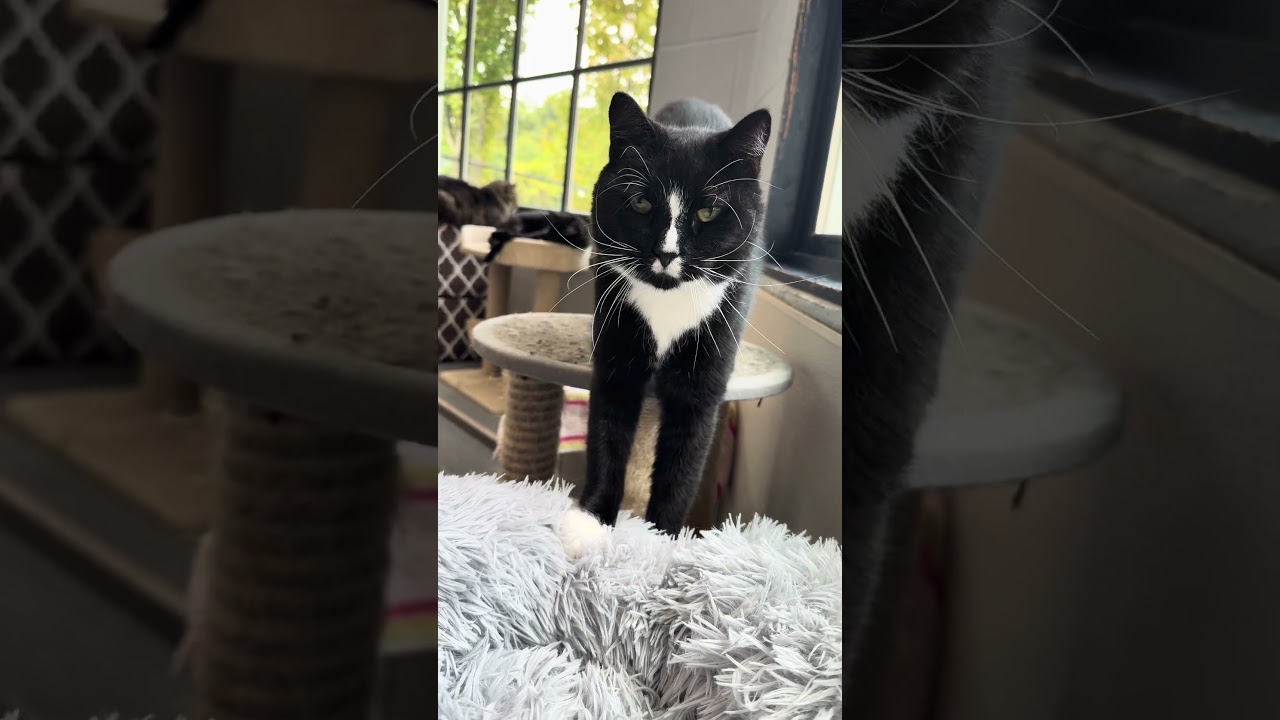 Enlarge Blaze, a Adoptable American Shorthair in Yonkers, NY video 4/4