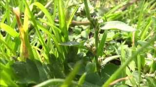preview picture of video 'Common knotgrass (Polygonum aviculare) - 2014-09-07'