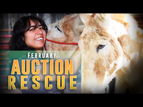 February Auction Rescue - HSH S4E3
