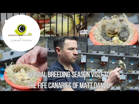 Breeding Season Visit to Matt Dando - Canary Room special visit