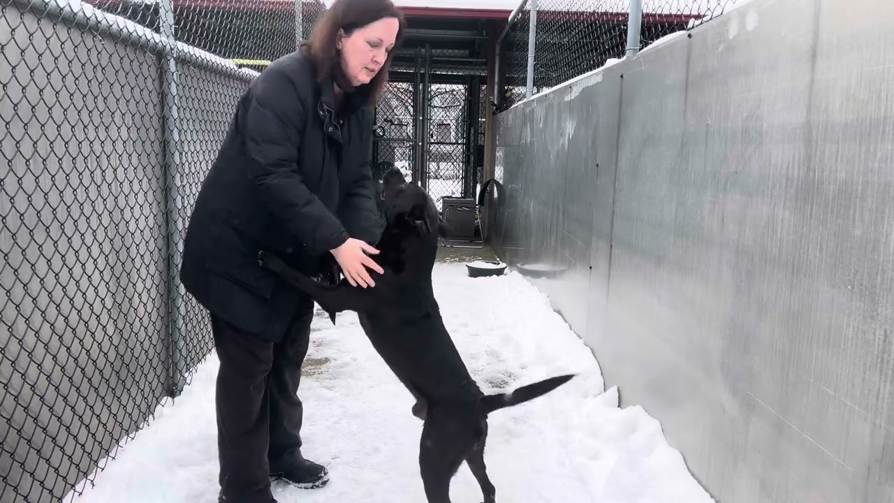 Enlarge Muggle, a ADOPTABLE mixed breed in Chicago, IL video 5/5