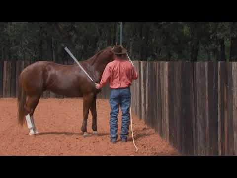Trick Training with Clinton Anderson
