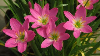 Rain lily care || How to Grow Rain lilies || Growing Rain lilies easily || Monsoon Plants