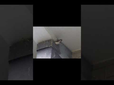 野鳥への餌やりはいつやめるべきですか?春のお手入れ方法は？  庭園