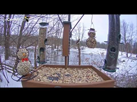 Hawk in the feeder garden area               08 33 Video 2019 01 12 083857