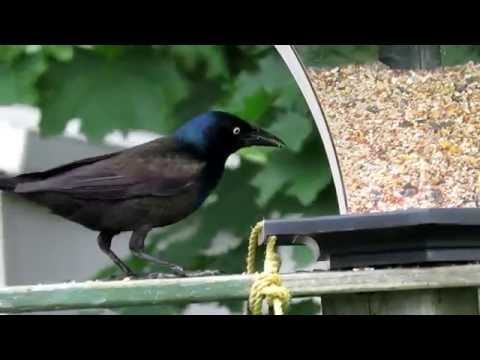 Grackle Finds New Feeder