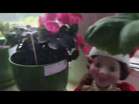 Мои цветы 1 мая