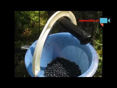 Můj sběr borůvek, podrobnosti