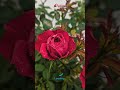Un Per Solla Aasaithaan Song Lyrics In Minsara Kanna Whatsapp Status Jonamusictrends