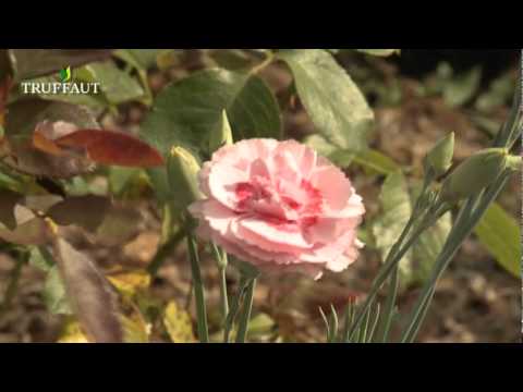 comment nettoyer un rhododendron