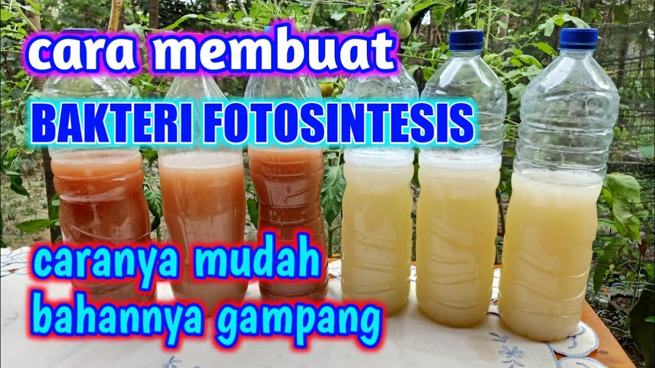 Cara Membuat Bakteri Fotosintesis dan Aplikasinya Untuk Tanaman
