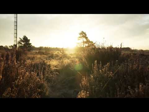 Sonidos del Amanecer en el Campo || RELAX ||. Zen || Country Soun.