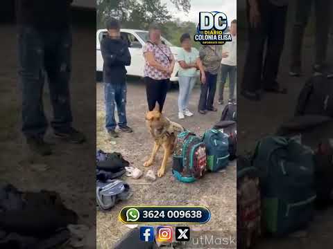 🚨🚌 PRESIDENCIA DE LA PLAZA: DETUVIERON A UN JOVEN CON MÁS DE 800 GRAMOS DE COCAÍNA EN UN COLECTIVO