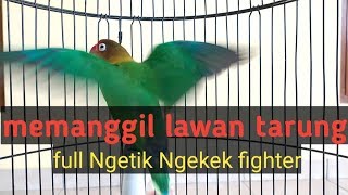 Download lagu Lovebird memanggil lawan,ngetik ngekek gacor,pancingan Lovebird ngekek mp3