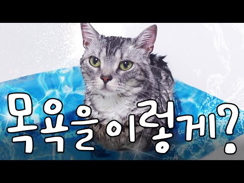 수속성 고양이 목욕 시간에 발견할 수 있는 귀여움
