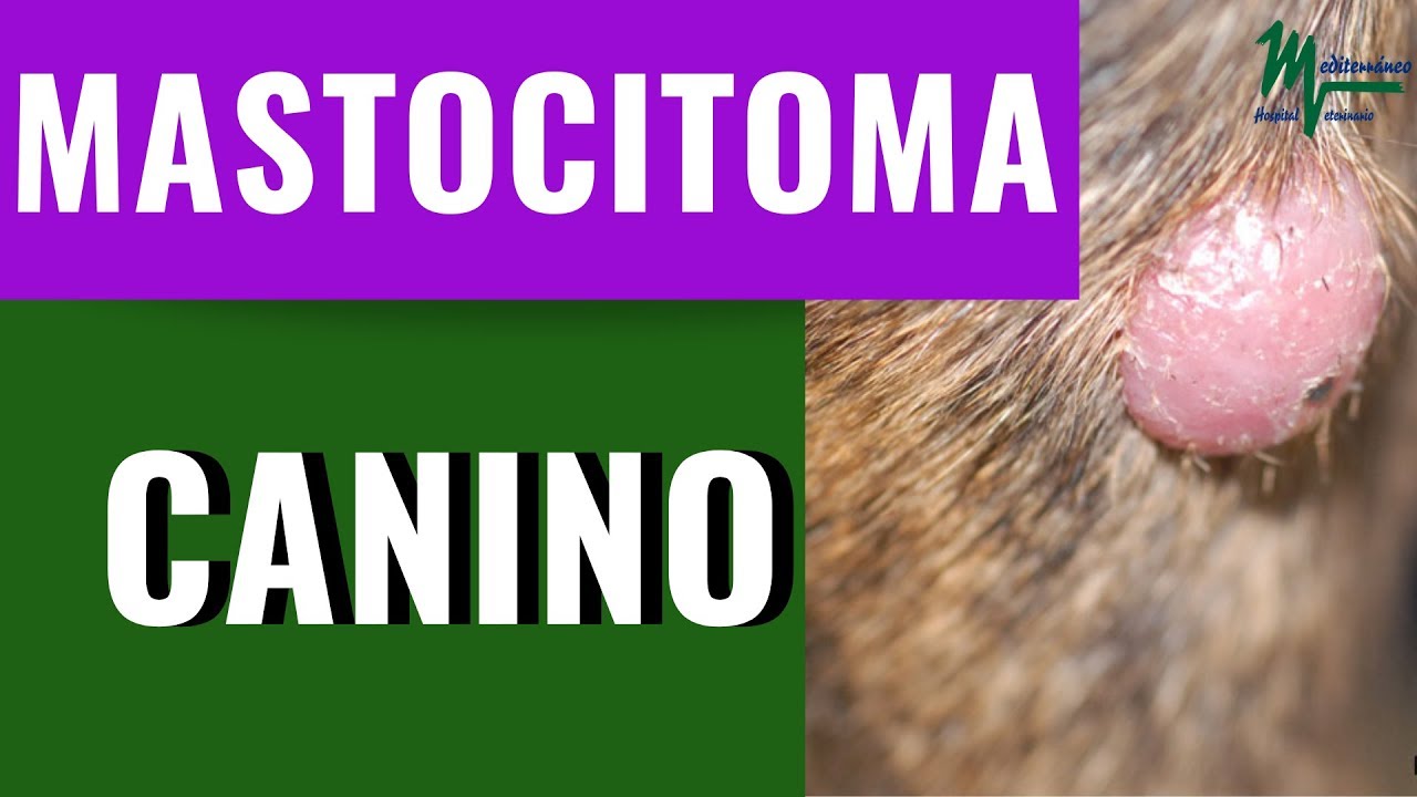 MASTOCITOMA CANINO/CÁNCER EN PERROS/QUÉ ES EL MASTOCITOMA