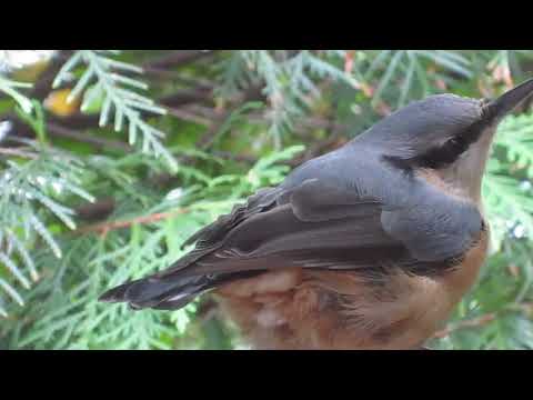 Der Kleiber (Sitta europaea)