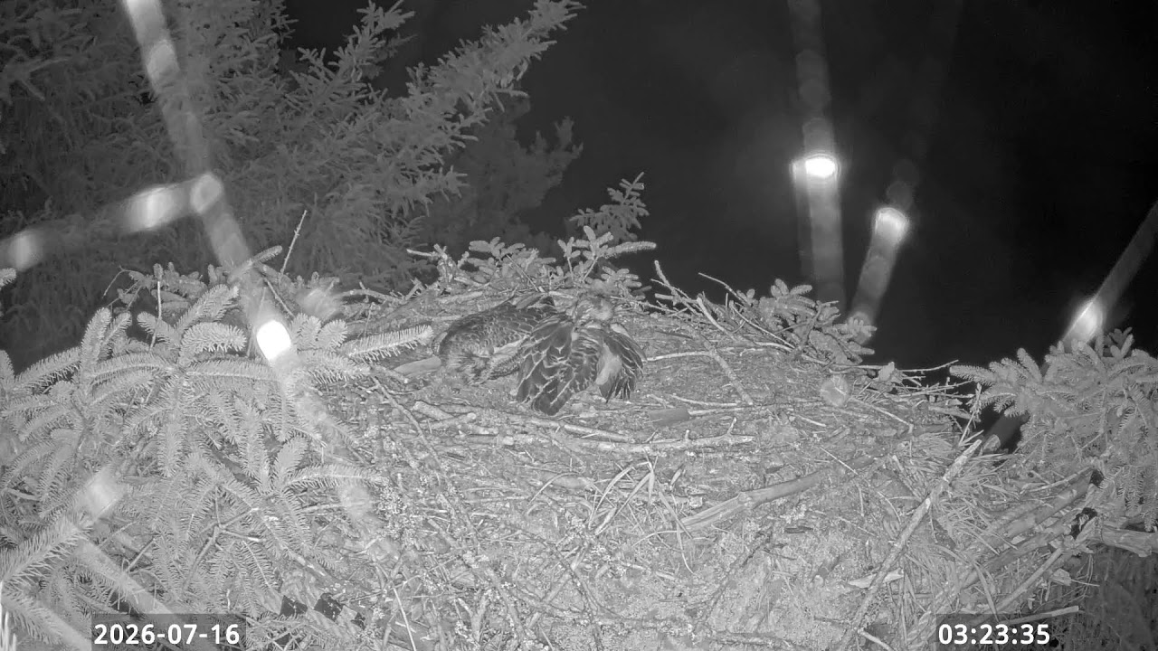 Live webcam view of Loch Doon Osprey Nest Cam