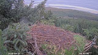 Loch Doon Ospreys live webcam