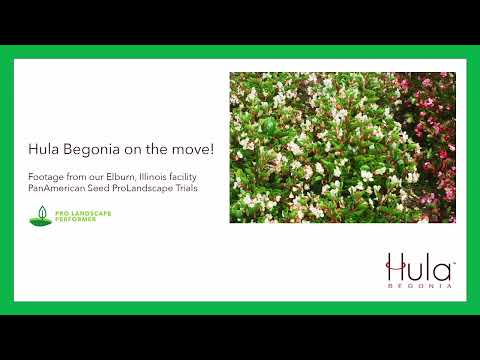 Hula Begonia ProLandscape Trials Time Lapse thumbnail