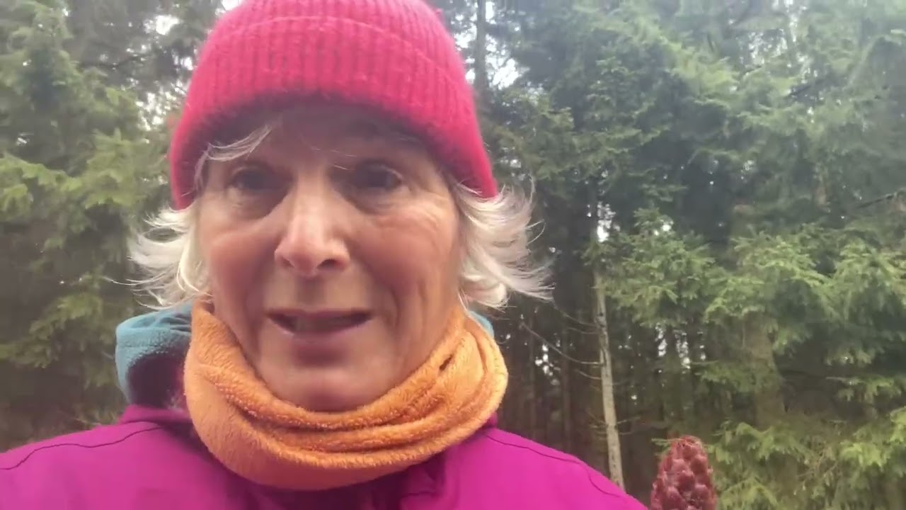 Tannenzapfen-Suche: Spiel & Training im Wald