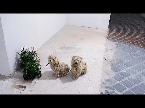 How are those two stray dogs doing, six months after adoption for rescuing their injured companion?