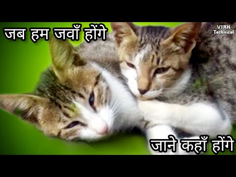 जब हम जवाँ होंगे | Cat's Childhood Funny Moments | Jab Hum Jawan Honge Jane Kahan Honge