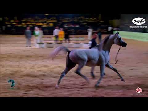 N 296 SHAMAN AL AREEB   The Kingdom International Championship For AH 2022   Colts 3 Years Old Class