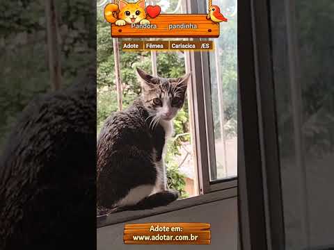 Vídeo de Pandora , pandinha