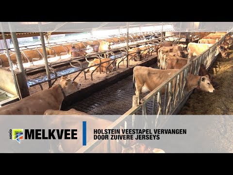 , title : 'Holstein veestapel vervangen door zuivere Jerseys - www.melkvee.nl'