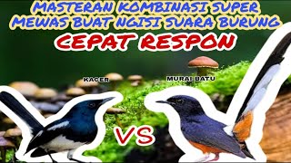Download lagu MASTERAN KOMBINASI KACER VS MURAI BATU || KOMBUNASI SUPER MEWAH CEPAT RESPON mp3 Download lagu MASTERAN KOMBINASI KACER VS MURAI BATU || KOMBUNASI SUPER MEWAH CEPAT RESPON mp3